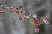 /album/sepon-luontokuvat/bom-gar-24-2-13-jpg/
